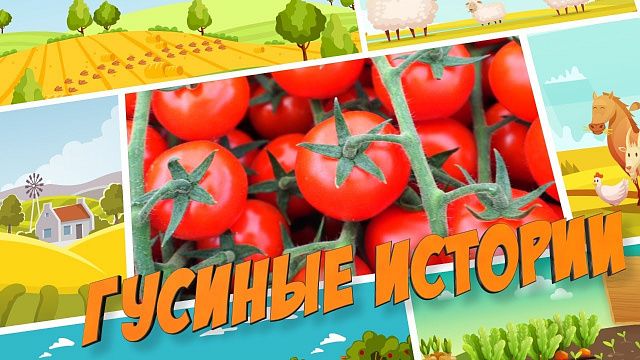 Выращивание помидоров черри на Кубани