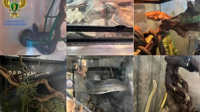 Фото: пресс-служба прокуратура Москвы