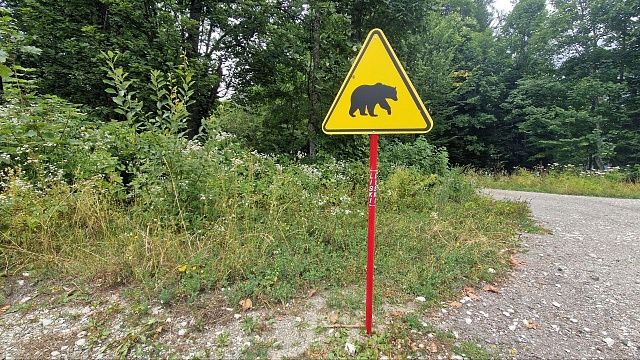 Растерзанное медведем тело пенсионера нашли в Японии