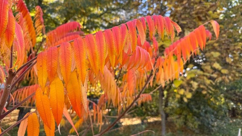 Без осадков и до +23 градусов ожидается в Краснодаре 9 ноября