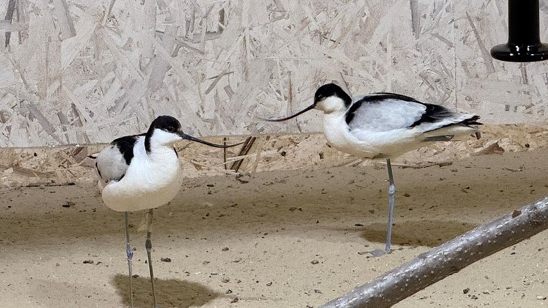 Замазученных птиц после реабилитации выпустили на волю в Анапе