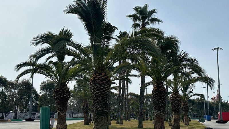 Летний отдых подешевел на 12% на курортах Чёрного моря