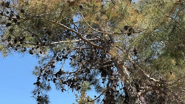 Фото: телеканал «Краснодар» 