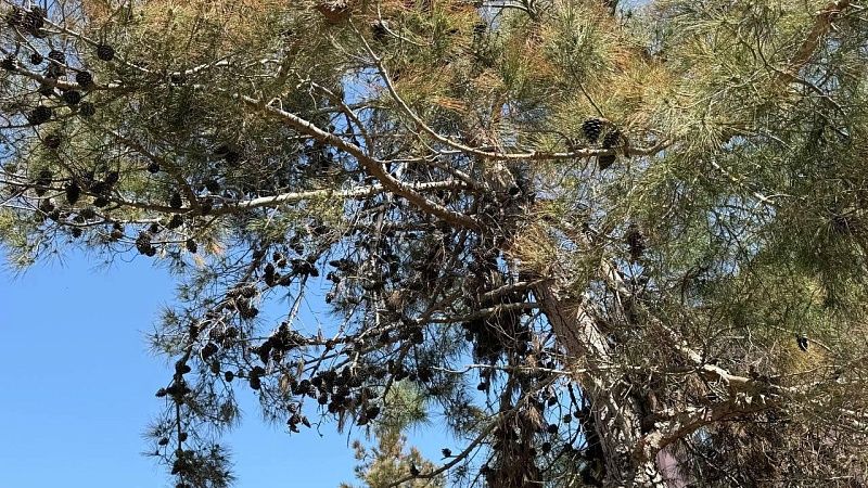 Мужчина забрался на дерево, спасаясь от военкомов в Одессе 