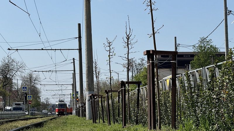 Свыше 4,6 тысячи деревьев и кустарников высадят в Краснодаре