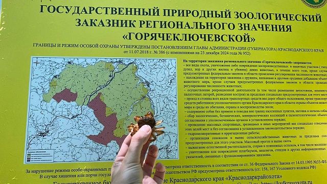 Краснокнижный деликатес енота-полоскуна нашли в Горячем Ключе 