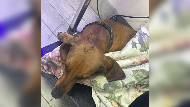 Нелюди сбросили собаку с пятого этажа в одном из ЖК в Краснодаре