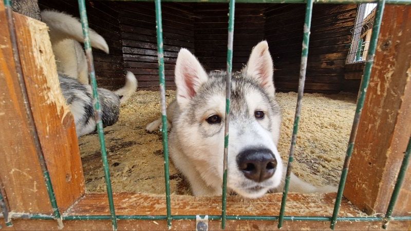 Буйный владелец больного щенка угрожал пистолетом врачам ветклиники в Челябинске