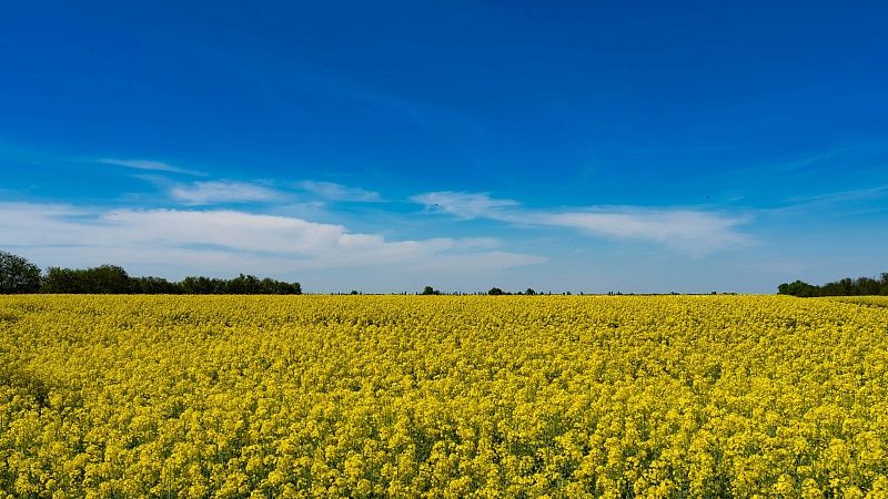 Свыше 70 тысяч гектаров засеют озимым рапсом поля на Кубани