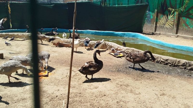 Редкая птица сбежала из зоопарка и была обнаружена в загородном клубе в США