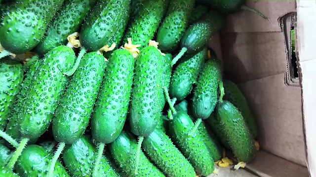 Модернизация электросетей края, золотые огурцы, финал фестиваля ГТО. Новости 13 февраля