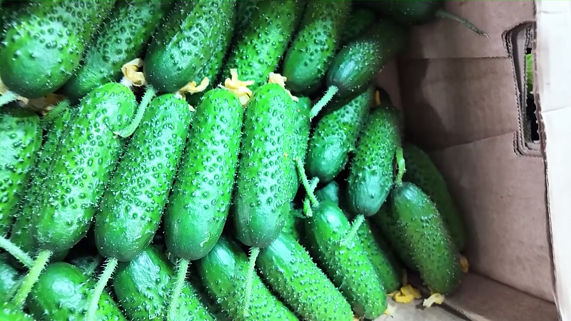 Модернизация электросетей края, золотые огурцы, финал фестиваля ГТО. Новости 13 февраля