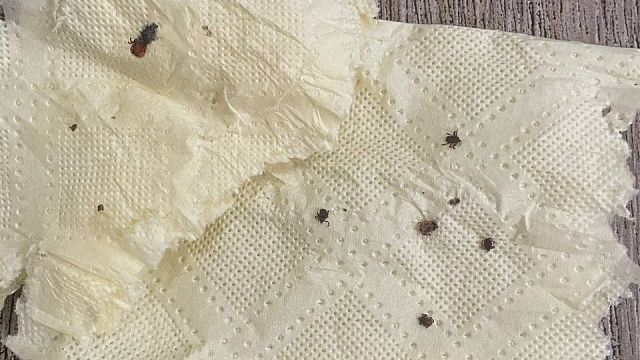 Фото: телеканал «Краснодар»