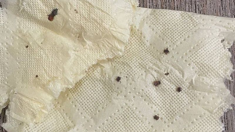 С начала 2025 года 1547 детей пострадали от укусов клещей на Кубани