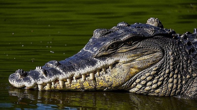 Месяцы терроризировавшего деревню крокодила застрелили в Малайзии