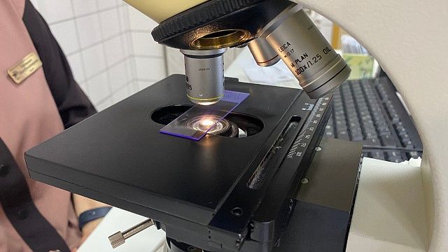 Ученые начали тестировать питающиеся мазутом бактерии для очистки пляжей Анапы