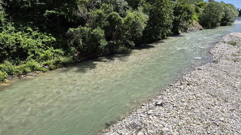 Волонтеры рассказали о планах по спасению дельфина в Приморско-Ахтарске