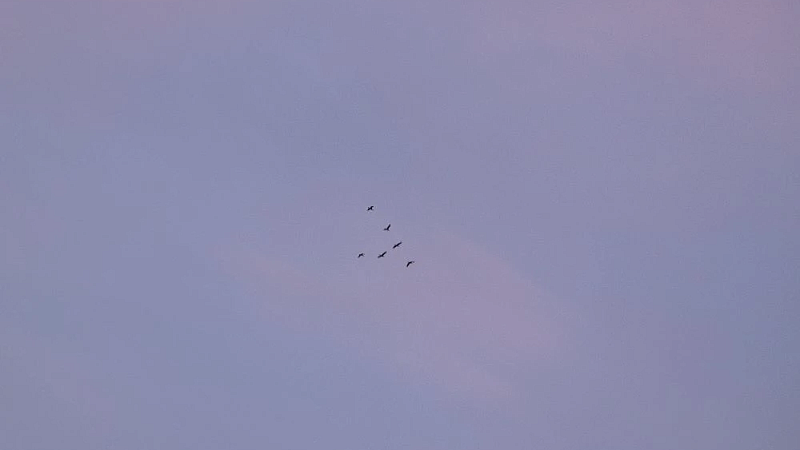 Замаскированный под птицу беспилотник заметили в небе над Ираном