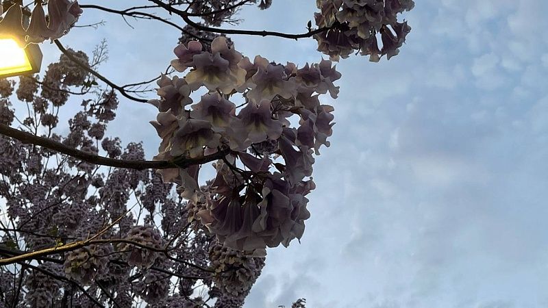 Дождь с грозой и похолодание до +17 градусов ожидаются в Краснодаре 26 апреля