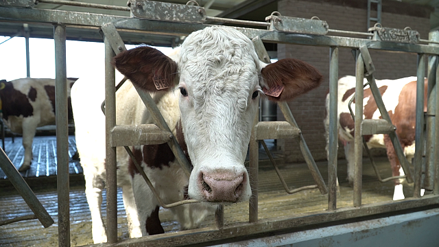 Краснодарский край нарастил производство молока на 8%