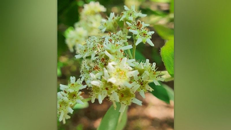 Редкое дерево с запахом мази Вишневского и нашатыря зацвело в Сочи