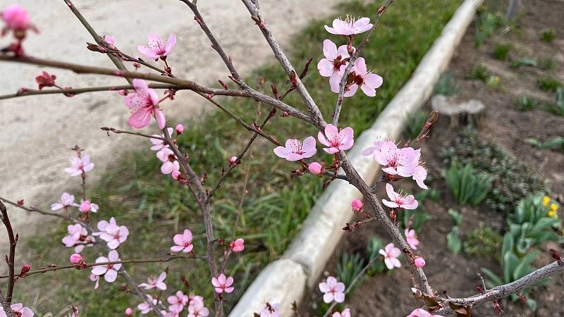 В Краснодаре и еще трех городах Кубани 16 марта был побит температурный рекорд