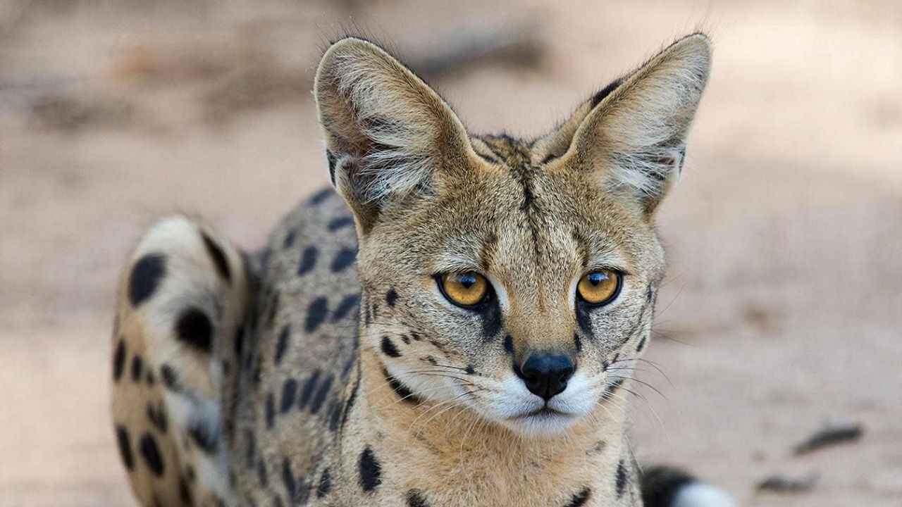 Женщина из Сочи пыталась вывезти сервала в Мексику