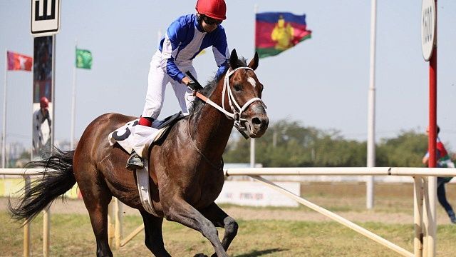 Почти 17 млн рублей разыграли участники скачек на Кубок губернатора Кубани 