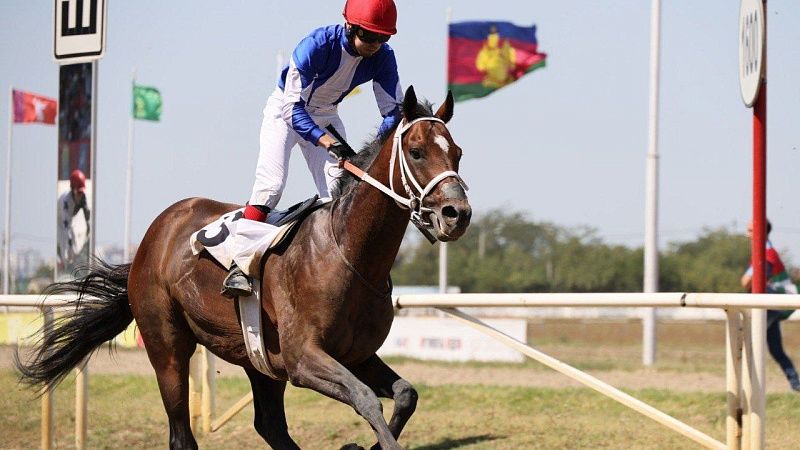 Почти 17 млн рублей разыграли участники скачек на Кубок губернатора Кубани 