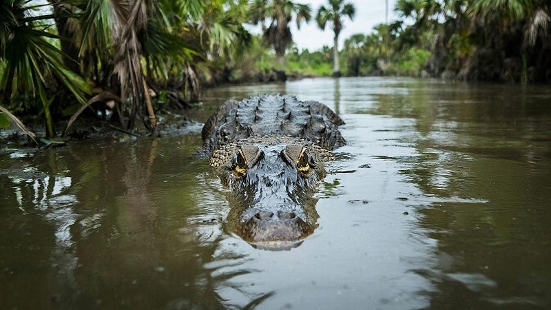 Изголодавшийся крокодил растерзал юную девушку во время сбора воды в Уганде