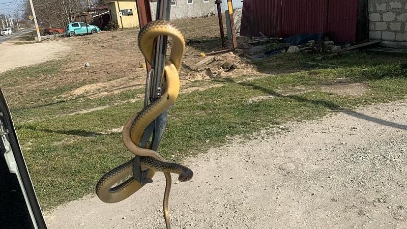 Заползшая в дом змея испугала жителей Новороссийска