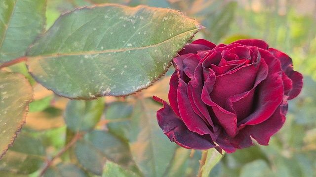 Фото: телеканал «Краснодар»