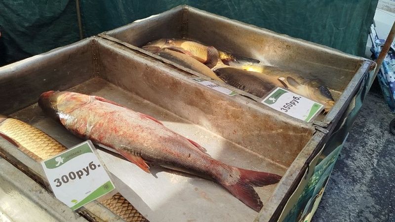 Более 4,5 тонн замороженной рыбы без маркировки изъяла полиция у жителя Кубани 