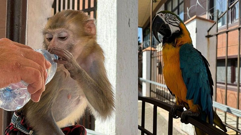 Откусившего часть ноги жертвы макака-убийцу поймали в Таиланде