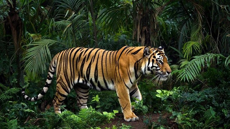 За один день тигры растерзали мужчину и женщину в Индии 