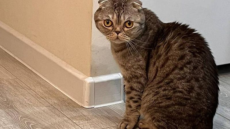 Домашний кот из США выживал пять месяцев в Скалистых горах Канады 