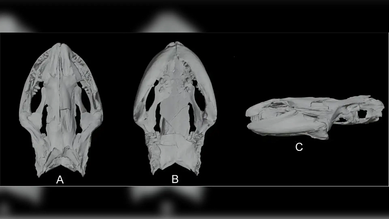 Череп вымершей амфибии возрастом более 3 млн лет описали палеонтологи на Кубани