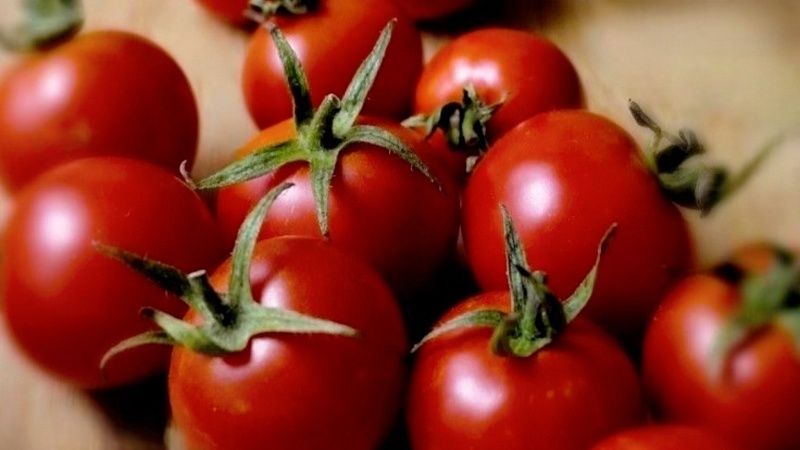 Вирус в двух партиях томатов из Туркменистана выявили в Краснодаре
