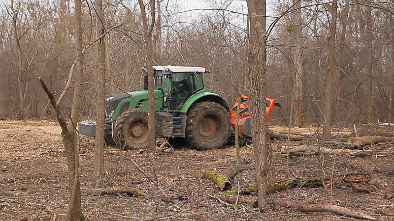 Минприроды Кубани: в лесопарке на Гидрострое пилят деревья с признаками болезней