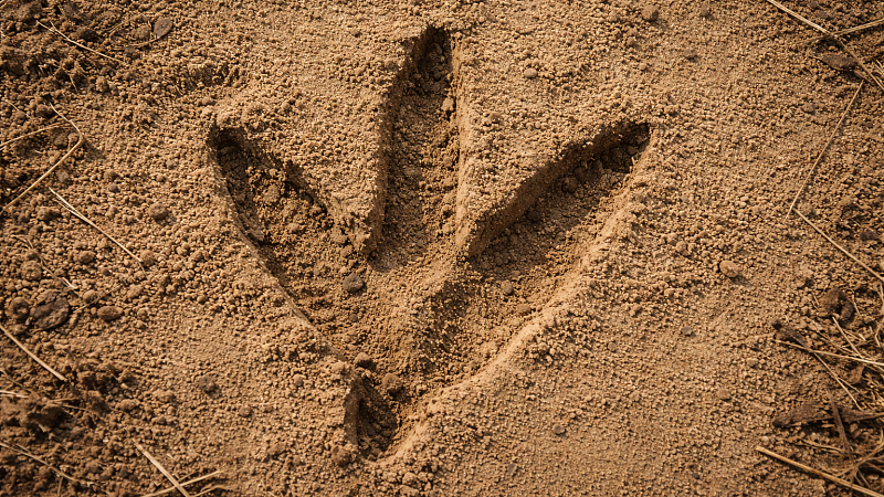 Страус сбежал с частной фермы в Ленинградской области