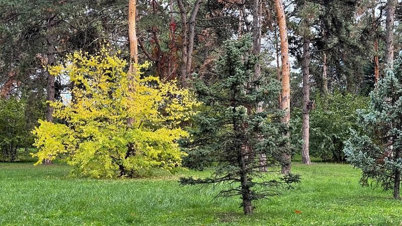 Парашютист застрял на дереве в Томской области