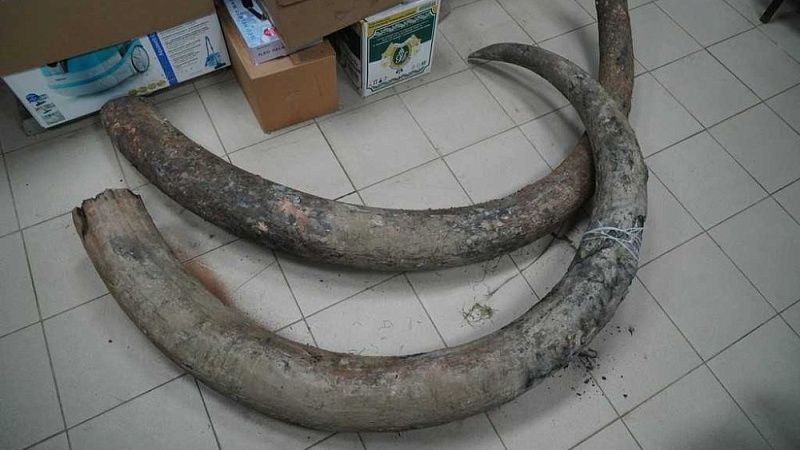 Бивни мамонта возрастом 127 тысяч лет нашли под Астраханью