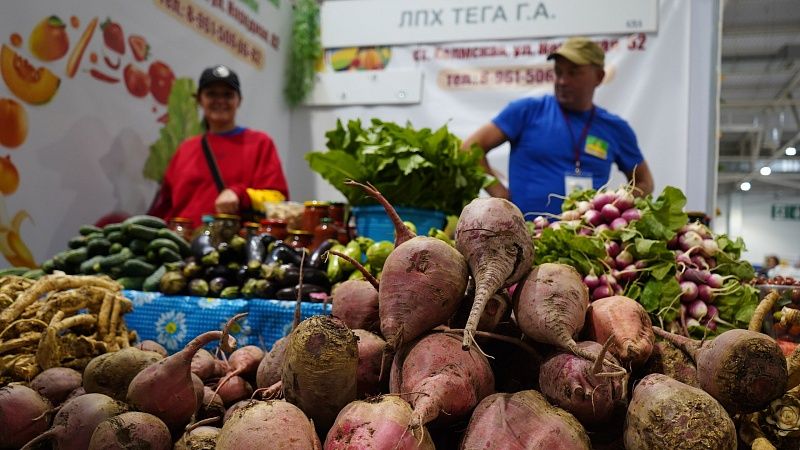 Валовой сбор сахарной свеклы снизился на 24% на Кубани