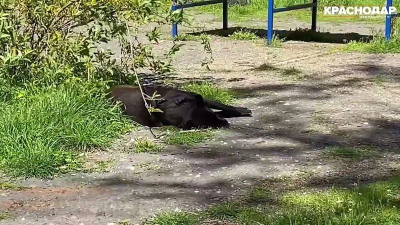 На агрессивных собак пожаловались жители улицы Уральской в Краснодаре