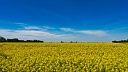 Юрист Береза предупредила о штрафах за фотосессии в рапсовых полях на Кубани