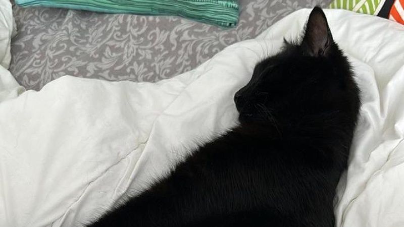 Кот Бурак после морского путешествия из Турции обрел дом в Краснодаре 