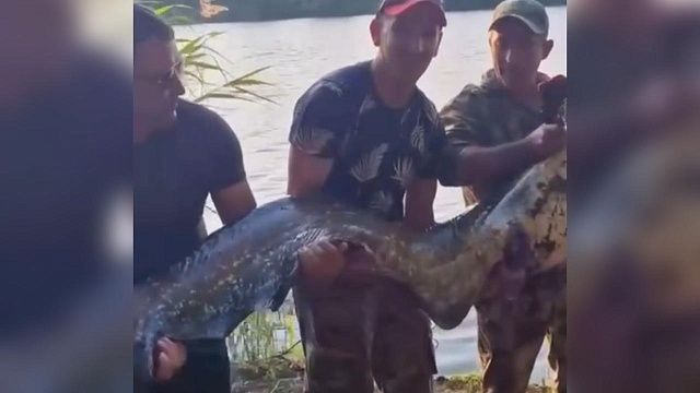 Гигантского сома выловили рыбаки в Динском районе 