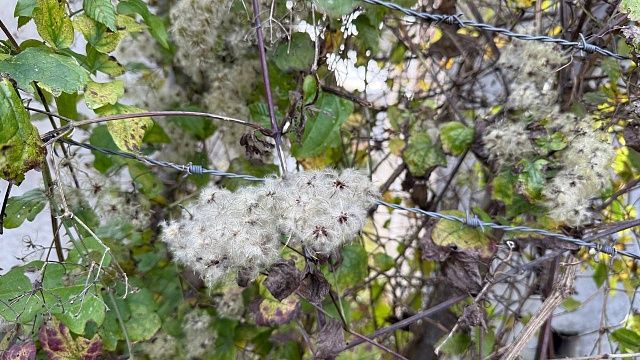 На видео попали ритуалы «магов» в мантиях и колпаках в лесу под Рязанью