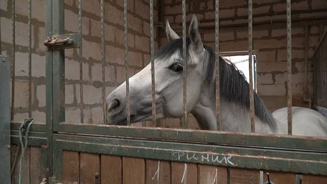 Фото: телеканал «Краснодар»