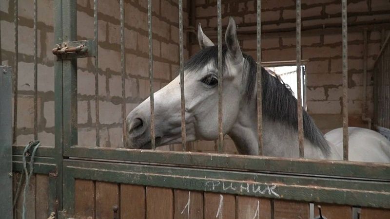 Карантин из-за инфекционной анемии лошадей ввели в двух селах на Алтае